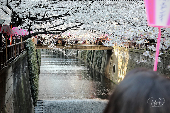 Hanami (flower viewing) on the Meguro River (目黒川, Meguro-gawa)