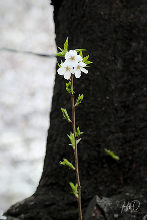 Hanami (flower viewing) on the Meguro River (目黒川, Meguro-gawa)