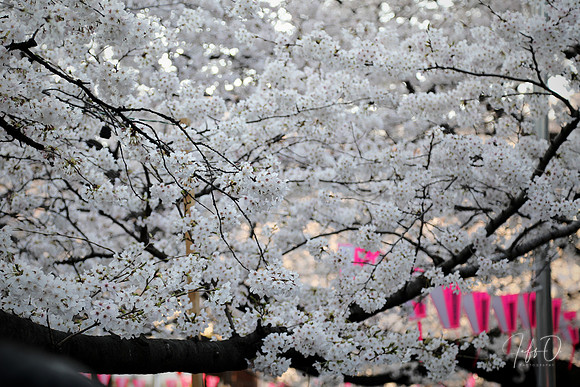 Hanami (flower viewing) on the Meguro River (目黒川, Meguro-gawa)