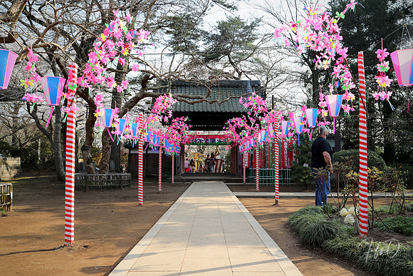 Hanami (flower viewing) in Shimizu-koen