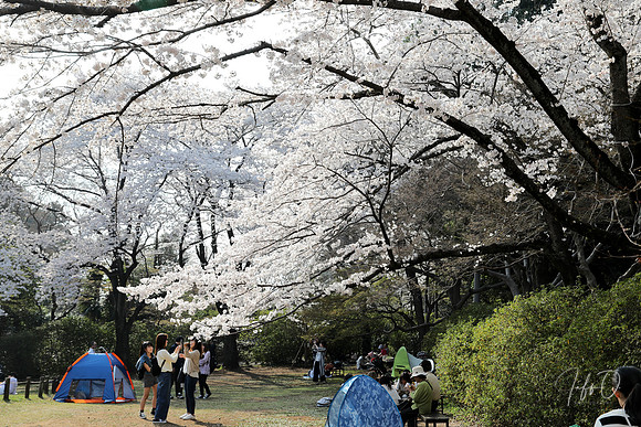 Hanami (flower viewing) in Shimizu-koen