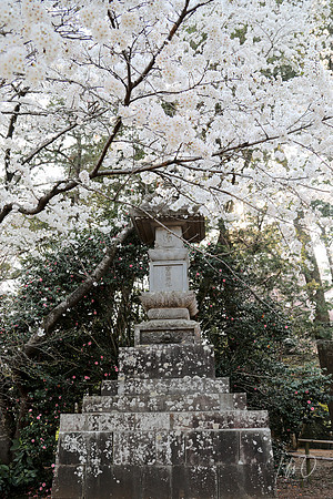 Hanami (flower viewing) in Shimizu-koen
