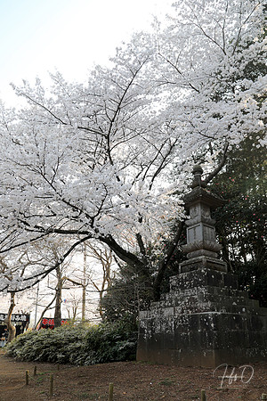 Hanami (flower viewing) in Shimizu-koen