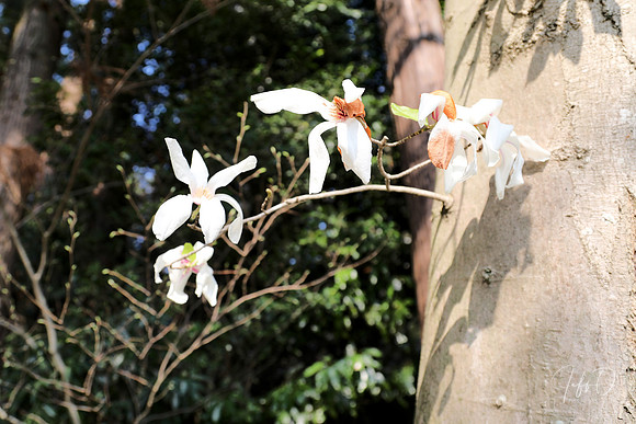 Hanami (flower viewing) in Shimizu-koen