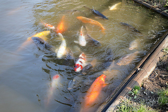 Coi fish at Shimizu-koen
