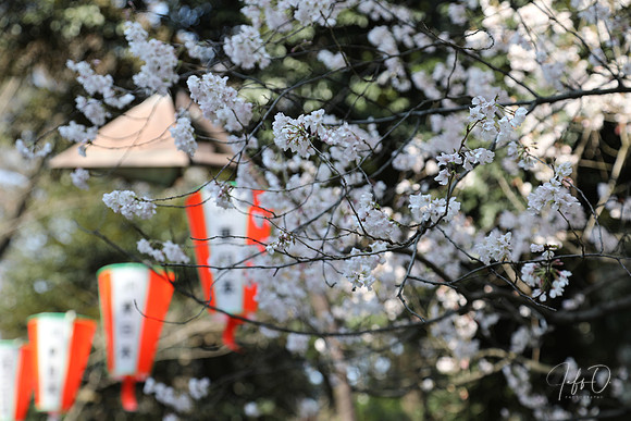 Hanami (flower viewing) in Japan