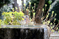 Japan Shrines and Parks
