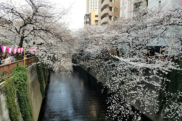 Hanami (flower viewing) in Japan