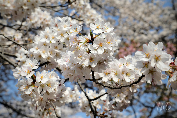Hanami (flower viewing) in Japan