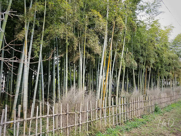 Japan Shrines and Parks