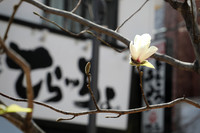 Shrines & Parks, Japan