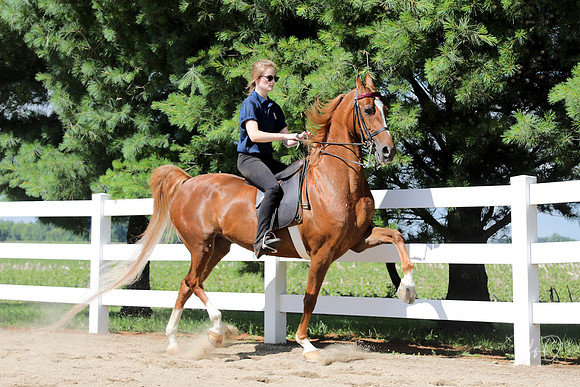 6/24/2018 CCEC Horse Show & Open House | Sunday Early Morning Classes