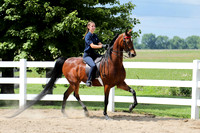 6/24/2018 CCEC Horse Show & Open House | Sunday Late Morning Classes