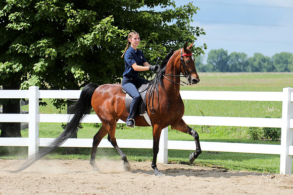 6/24/2018 CCEC Horse Show & Open House | Sunday Late Morning Classes
