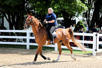 6/24/2018 CCEC Horse Show & Open House | Sunday Late Morning Classes