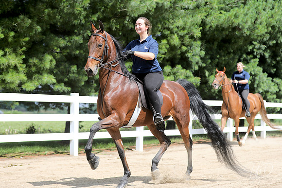 6/24/2018 CCEC Horse Show & Open House | Sunday Late Morning Classes