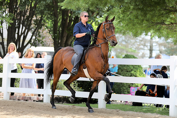 6/24/2018 CCEC Horse Show & Open House | Sunday Late Morning Classes