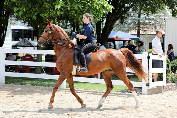 6/24/2018 CCEC Horse Show & Open House | Sunday Late Morning Classes