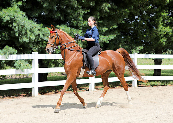 6/24/2018 CCEC Horse Show & Open House | Sunday Late Morning Classes