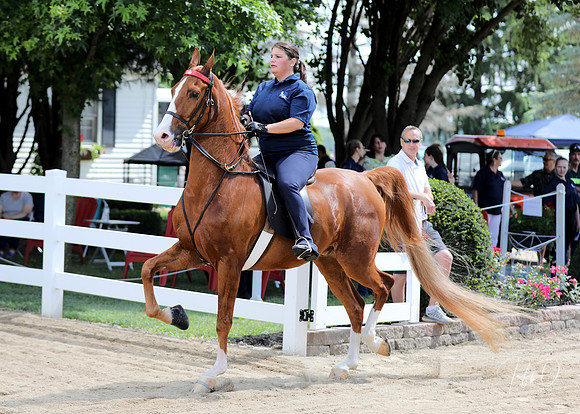 6/24/2018 CCEC Horse Show & Open House | Sunday Late Morning Classes