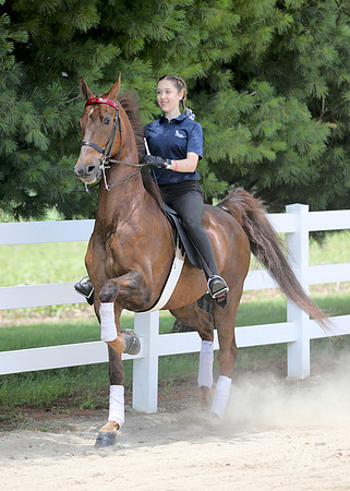 6/24/2018 CCEC Horse Show & Open House | Sunday Early Afternoon Classes