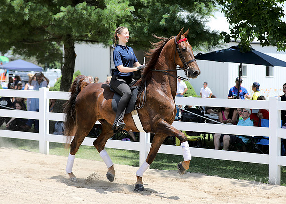 6/24/2018 CCEC Horse Show & Open House | Sunday Early Afternoon Classes