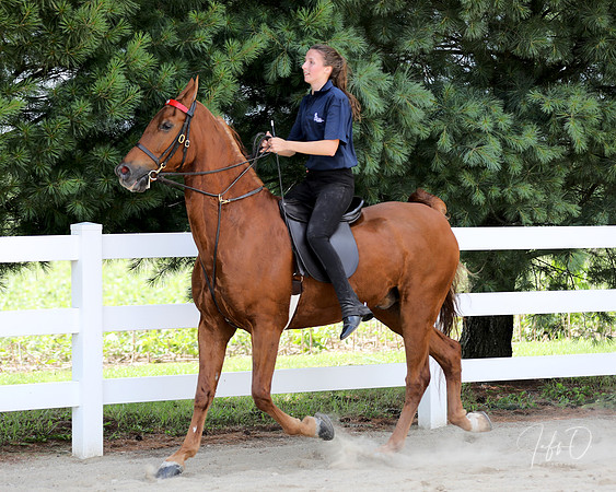 6/24/2018 CCEC Horse Show & Open House | Sunday Late Afternoon Classes
