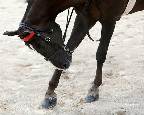 6/24/2018 CCEC Horse Show & Open House | Sunday Late Afternoon Classes